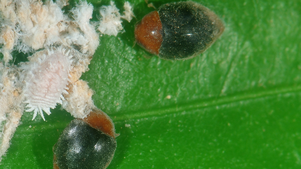 Inicio de la recolección del caqui Persimon® y el enfoque técnico en la gestión del cotonet por parte del IVIA.png